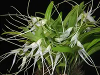 Masdevallia pumila