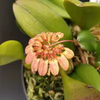 Bulbophyllum corolliferum (syn. Cirrhopetalum curtisii)