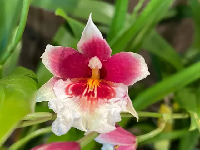 Miltoniopsis Maui Charm 'Sakura' (Miltoniopsis)