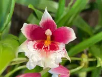 In Spikes Miltoniopsis Maui Charm ‘Sakura’ (3″ Pot)