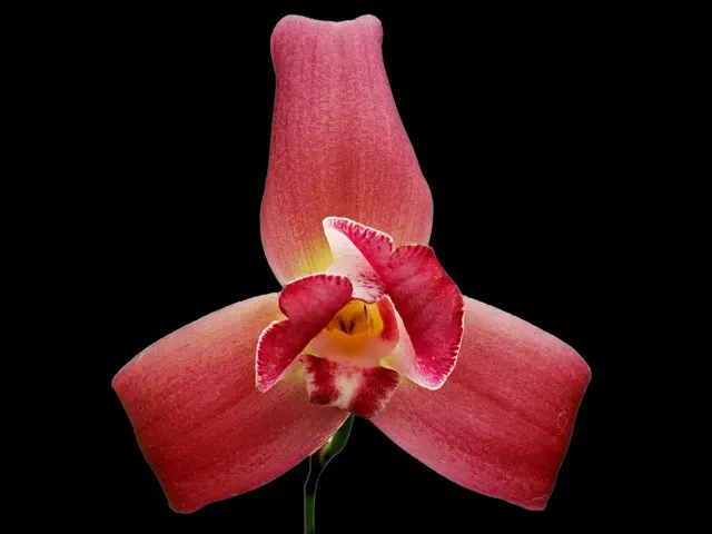 Lycaste Gladys Eljuri