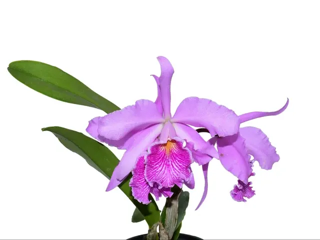 Cattleya Antonio Ponzo (Cattleya)