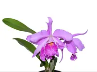Cattleya Antonio Ponzo