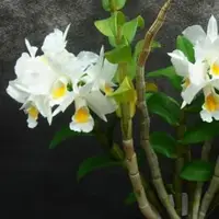 Dendrobium Formosum