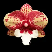 Phalaenopsis Jincheng Chin Su Me - big lip