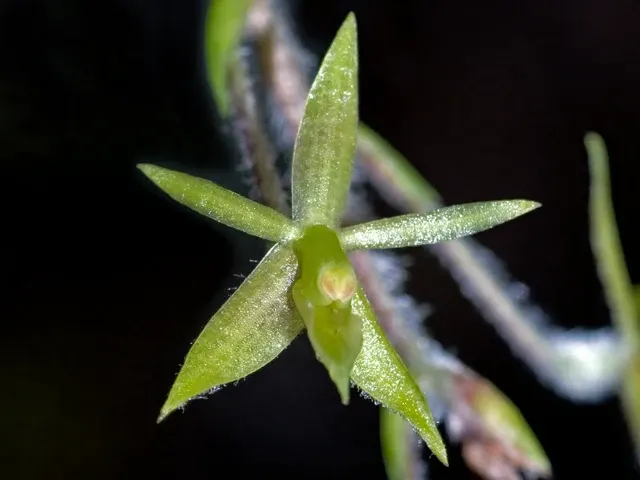 Epidendrum microphyllum (Epidendrum)