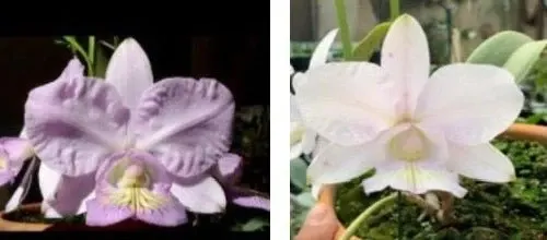Cattleya nobilior