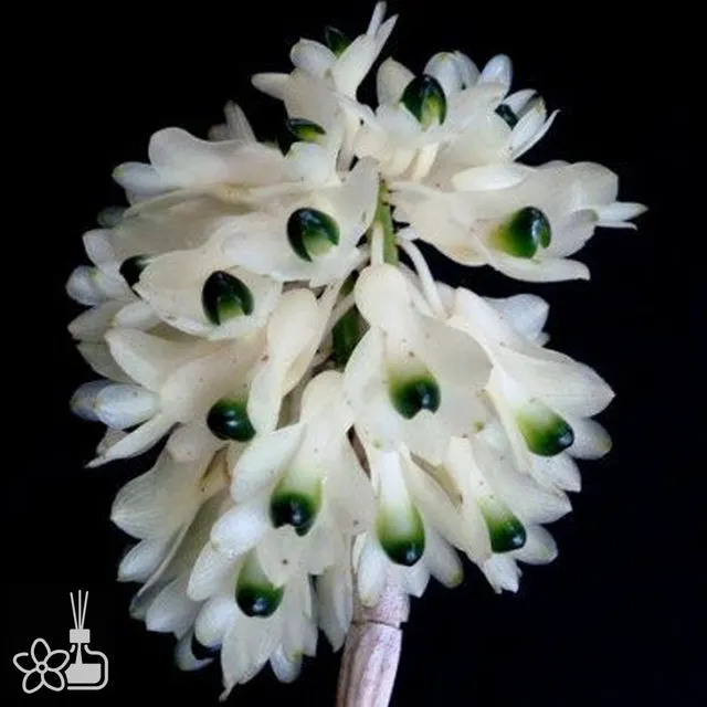 Dendrobium smillieae var. album