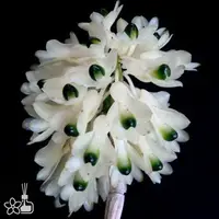 [Bare-root] Den. smillieae var. album綠寶石 [2.8 BS][Aug in stock 26]