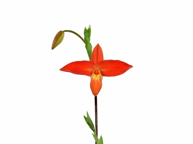 Phragmipedium besseae x 'Multiflower'