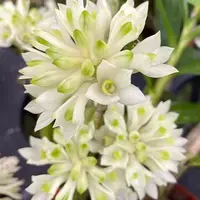 Dendrobium Hsinying Smile 'Mount Blanc' (prasinum × smillieae) 1.7"