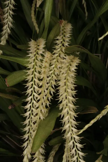 Dendrochilum cf curranii (Dendrochilum)