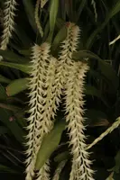 Dendrochilum cf curranii