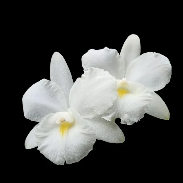 Broughtonia sanguinea var alba x 'Lea'
