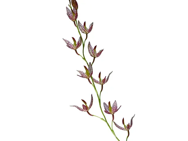 Stelis restrepioides (Stelis)