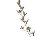 Stelis restrepioides