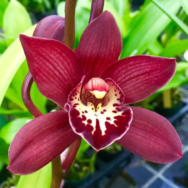 Cymbidium Susie Q