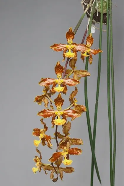 Trichocentrum stayci x sib