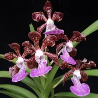 Papilionanda (Vanda) Praksorn Fragrance
