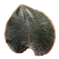 Anoectochilus sp. #53