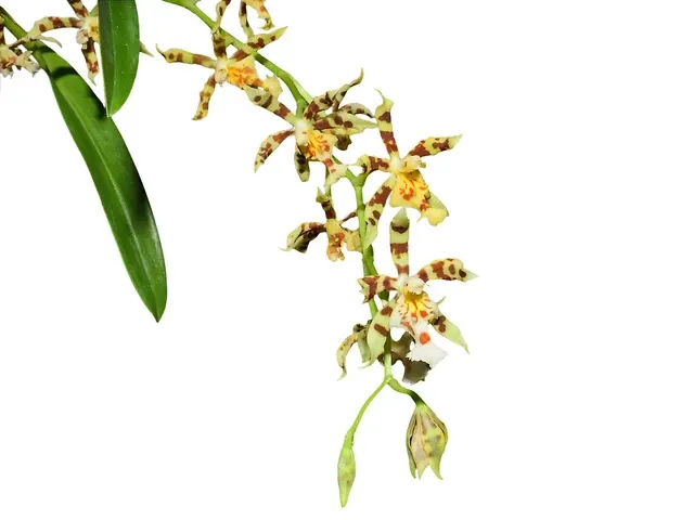 Oncidium tigroides x (Oncidium)