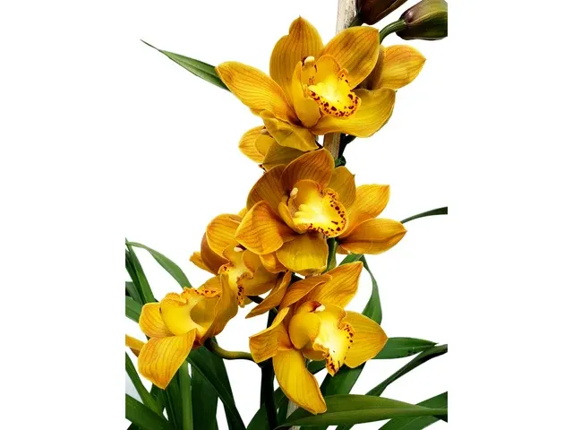 Cymbidium Shifting Sands M603 'Yellowbird' (Cymbidium)