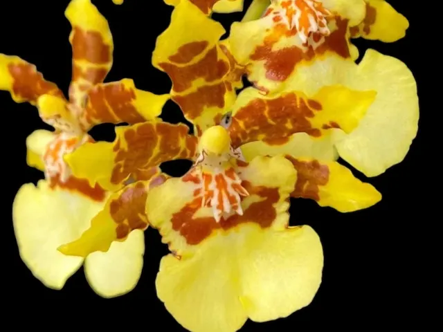 Oncidium Yuan Nan Fragrant