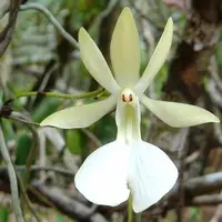 Dendrophylax fawcettii