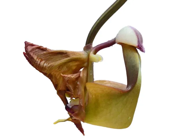 Coryanthes bergoldii (Coryanthes)
