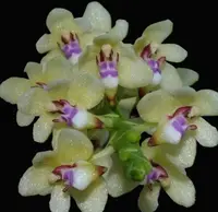 Tuberolabium kotoense species orchid — Not Currently In Bloom or Spike