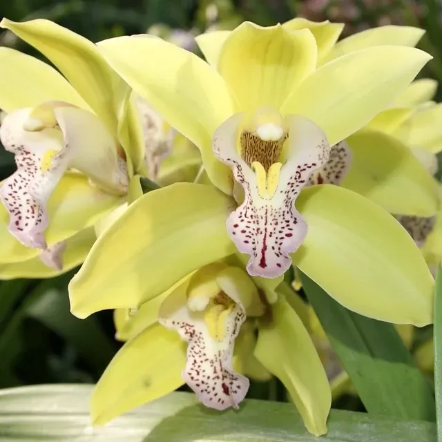 Cymbidium Tiger Tail Canary