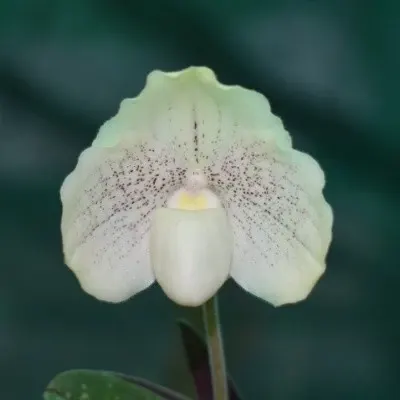 Paphiopedilum Greyii - Bushy Plant (Paphiopedilum)