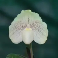 Paph. Greyii - Bushy Plant
