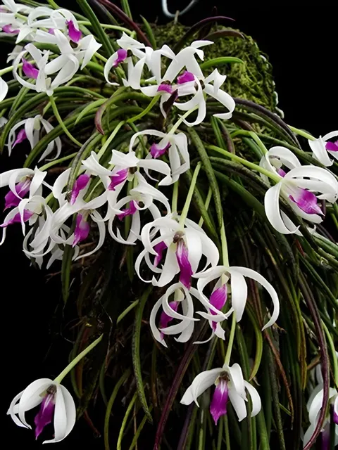 Leptotes bicolor (Leptotes)