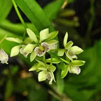 Encyclia Radiata
