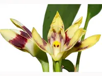 Maxillaria perryae