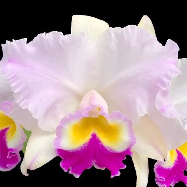 Rhyncholaeliocattleya Dreamispinner 'Volcano Queen'