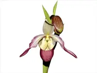 Phragmipedium Ainsworthii