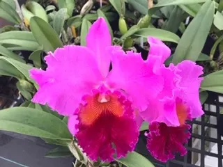 Rhyncholaeliocattleya Grant Eichler 'Lenette'