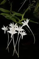 Angraecum florulentum