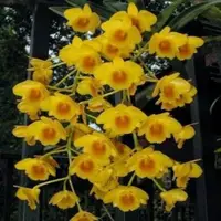 Dendrobium chrysotoxum sp.