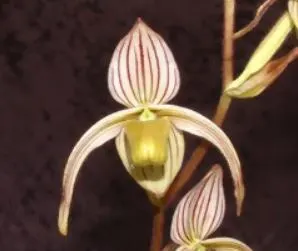 Paphiopedilum randsii x self (Paphiopedilum)