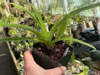 Paphiopedilum hirsutissimum