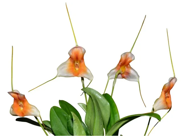 Masdevallia Harlequin (Masdevallia)