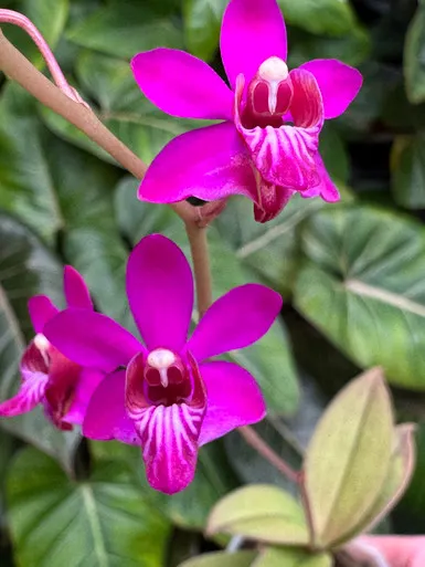 Phalaenopsis pulcherrima 'Dynasty Gem' (Phalaenopsis)