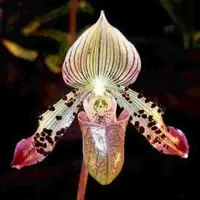 Paphiopedilium argus