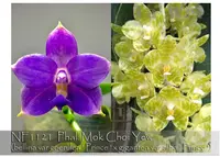 Phal. Mok Choi Yew ( gigantea var alba ' Prince ' x bellina var coerulea ' Prince ' )