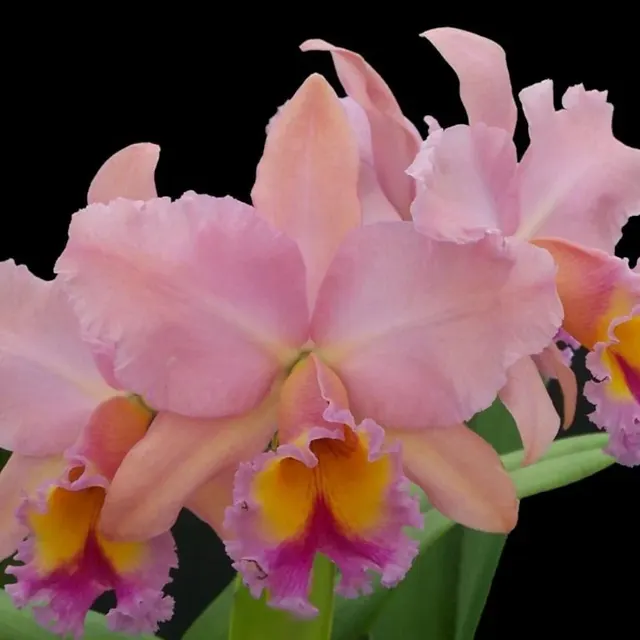 Rhyncholaeliocattleya George King 'Serendipity' (Rhyncholaeliocattleya)