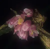 Scaphyglottis violacea