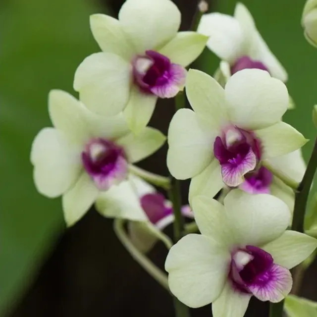 Dendrobium Jade Junior (Dendrobium)